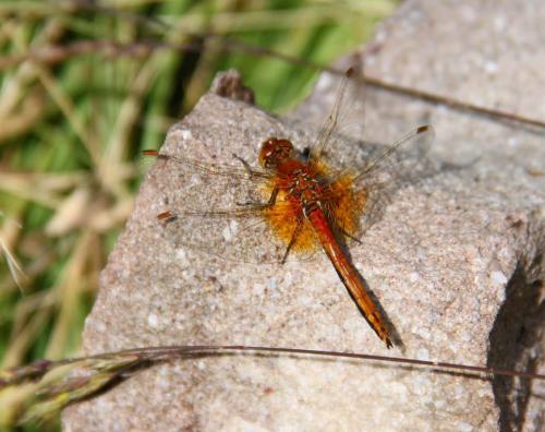 Réf. 145 754 : Sympetrum flaveolum