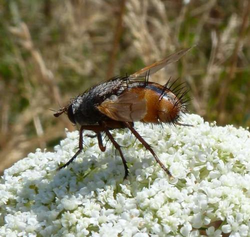 Tachina fera