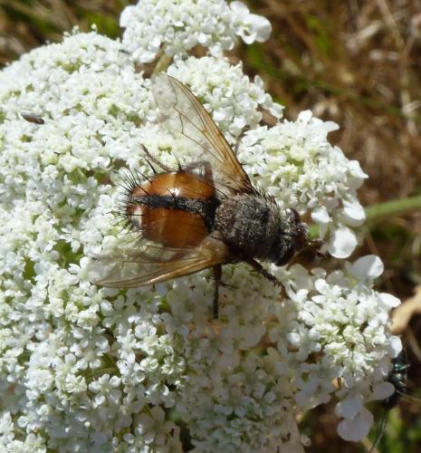 Réf. 145 726 : Tachina fera