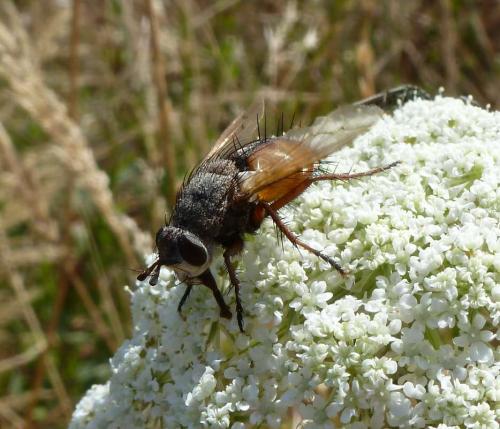 Tachina fera