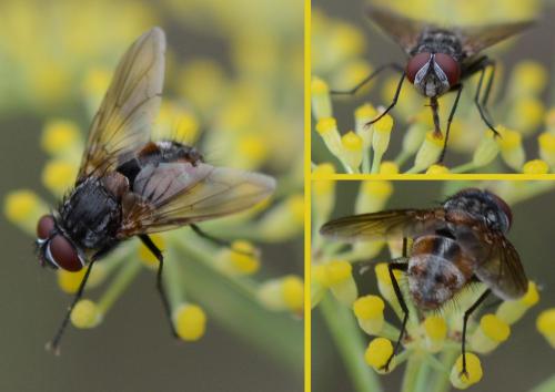 Stomina caliendrata
