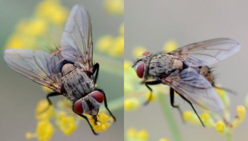 Stomina sp.