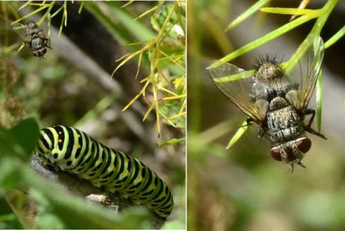 Buquetia musca