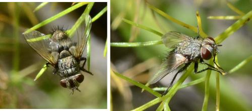 Buquetia musca