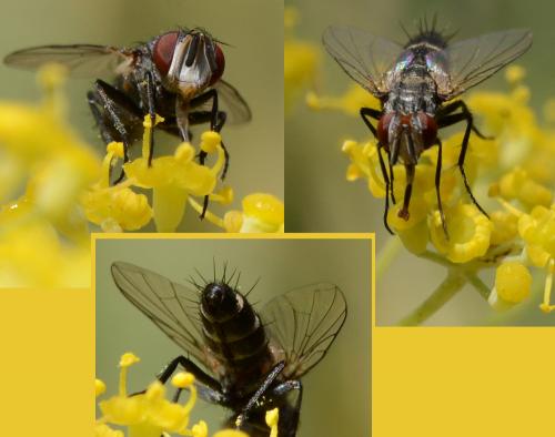 Réf. 145 573 : Clausicella suturata