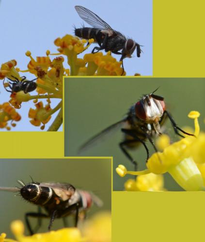 Clausicella suturata
