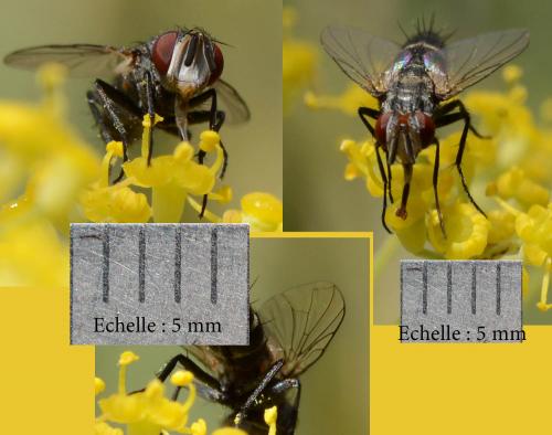 Clausicella suturata
