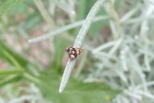 Tebenna micalis