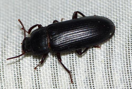 Tenebrio molitor