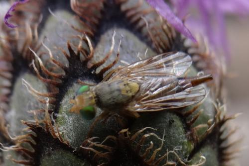 Terellia virens