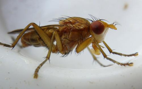 Tetanocera elata