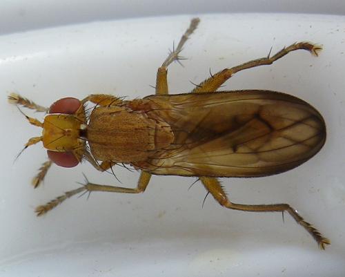 Tetanocera elata