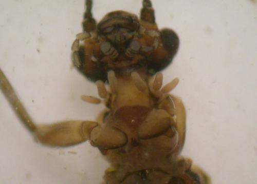 Réf. 145 825 : Protonemura sp.