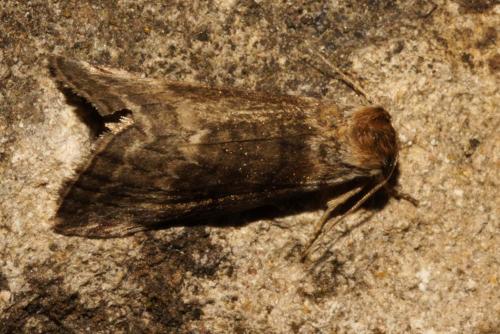 Tetheella fluctuosa