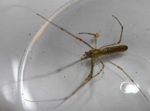 Tetragnatha montana