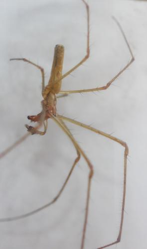 Réf. 145 777 : Tetragnatha montana