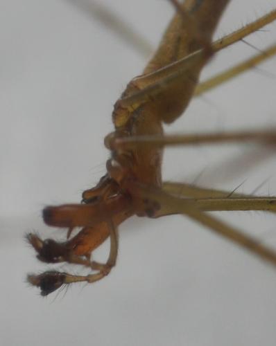 Réf. 145 750 : Tetragnatha montana