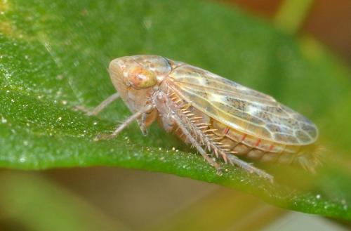 Euscelis sp.