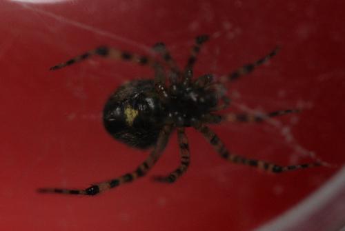 Theridion sp.