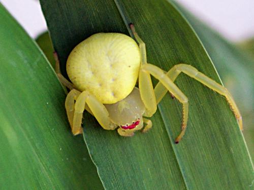 Misumena vatia