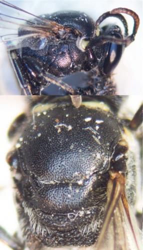 Réf. 145 236 : Hylaeus signatus