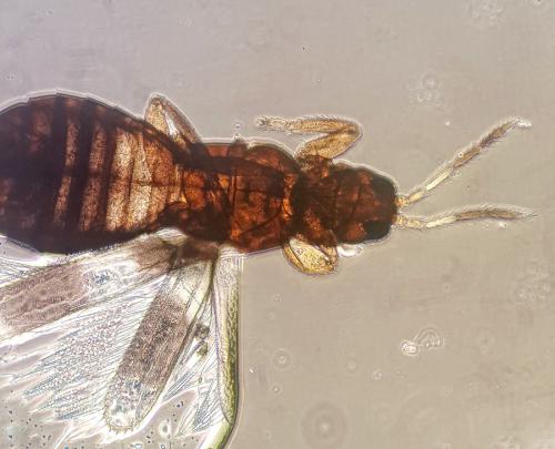 Réf. 145 715 : Aeolothrips collaris