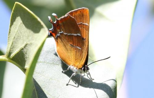 Thecla betulae