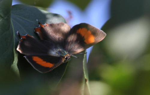 Thecla betulae