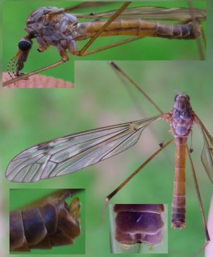 Réf. 145 776 : Tipula scripta