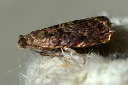 Réf. 145 010 : Grapholita janthinana