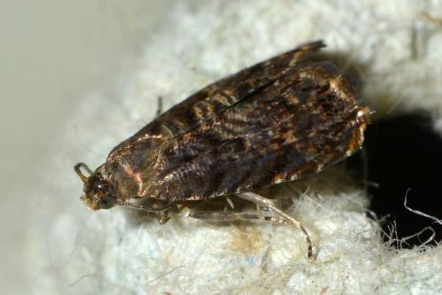 Réf. 145 329 : Grapholita janthinana