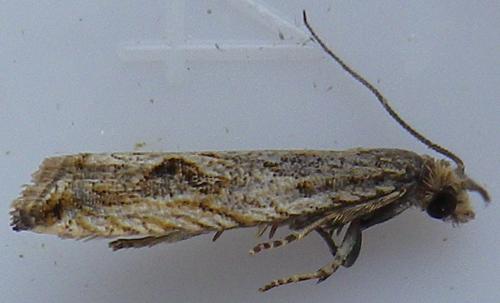 Bactra lancealana
