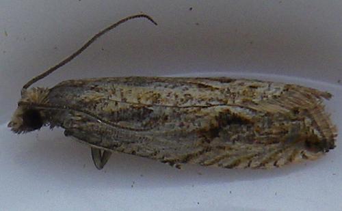 Réf. 145 774 : Bactra lancealana