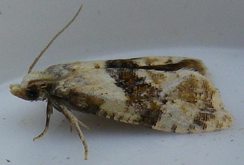 Phalonidia manniana