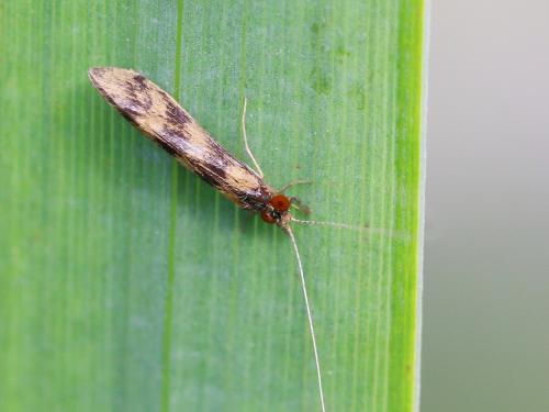Réf. 145 892 : Mystacides longicornis
