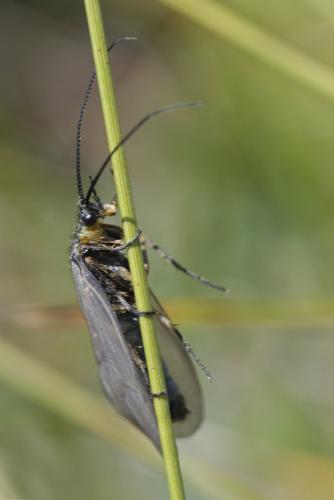 Réf. 145 263 : Oligotricha striata