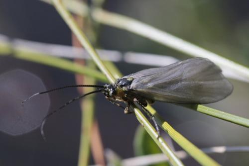 Oligotricha striata