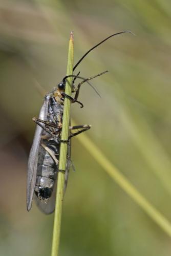 Oligotricha striata