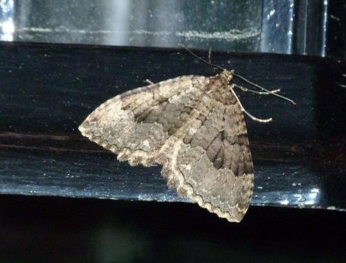 Triphosa sp.