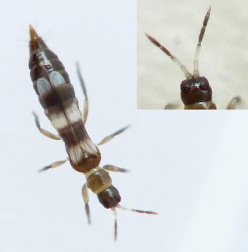 Réf. 145 151 : Aeolothrips collaris