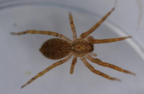 Zoropsis spinimana