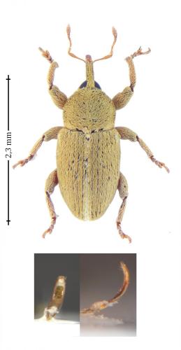 Tychius breviusculus
