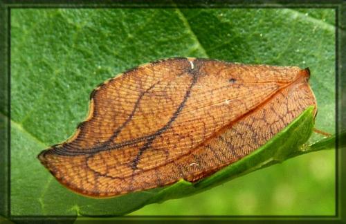 Drepanepteryx phalaenoides