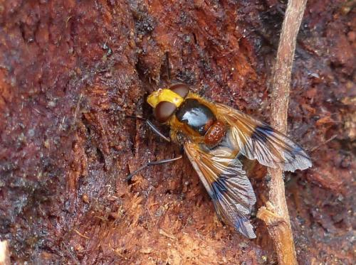 Volucella inflata