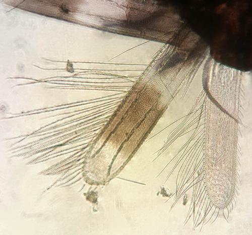 Réf. 145 157 : Aeolothrips collaris