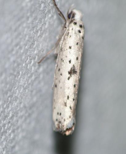 Yponomeuta plumbella