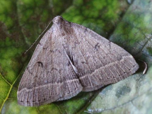 Zanclognatha zelleralis