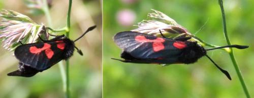 Zygaena trifolii