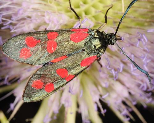 Réf. 145 200 : Zygaena filipendulae