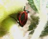 Pyrrhocoris apterus